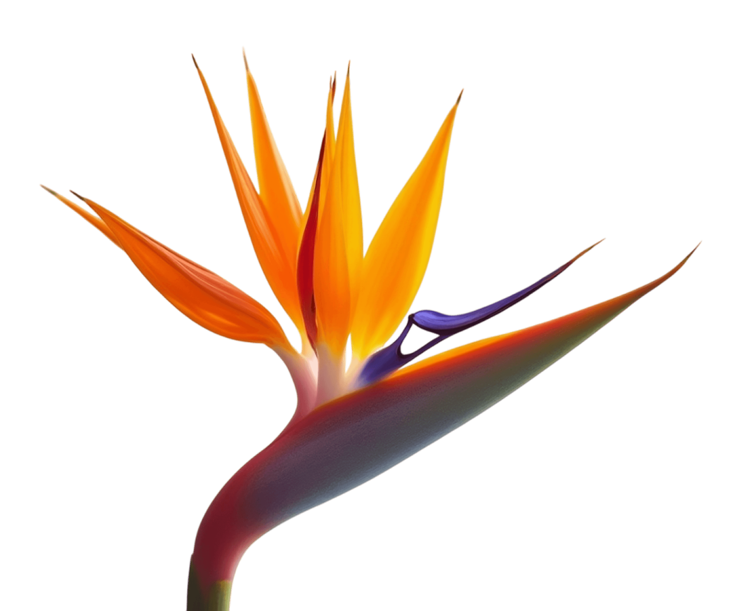 Foto de uma linda flor Strelitza
